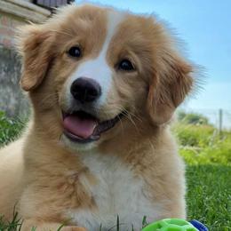 Nova Scotia Duck Tolling Retriever puppies from Stellar Kennels