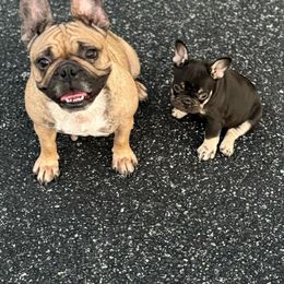 Piper - French Bulldog