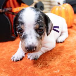 Purple Collar - Black and cream female Dachshund puppy in Washington from Devoted Doxies, Lorraine’s Yorkies