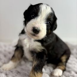 Girl 1 yellow collar - Tri-color Bernedoodle puppy in Indiahoma, Oklahoma from Farm Fresh Doodles