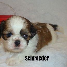 Shih Tzu Puppies from Zeebee Pups