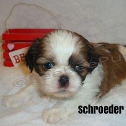 Shih Tzu Puppies from Zeebee Pups