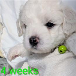 Bichon Frise puppies from Baltimore Bichons, Inc.