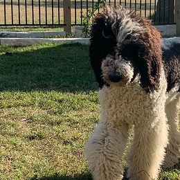 Assorted Doodle Crosses, Newfoundlands, Poodles, Saint Berdoodles, and Saint Bernards from Mammoth Doodles
