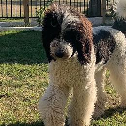 Assorted Doodle Crosses, Newfoundlands, Poodles, Saint Berdoodles, and Saint Bernards from Mammoth Doodles