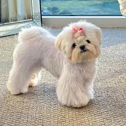 Gabbie - Maltese