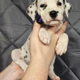 Girl 1 - White and black female Dalmatian puppy in New Straitsville, Ohio from Woofter Dalmatians