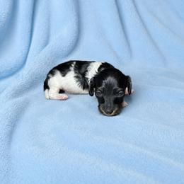 Jake - Piebald male Dachshund puppy in Richmond, Virginia from Paw Prints