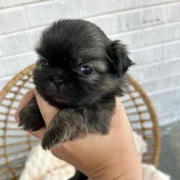 Shih Tzu Puppies from Trinity Shih Tzu