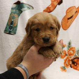 Wrangler - Dark golden male Golden Retriever puppy in New Weston, Ohio from Bertke AKC Golden Retrievers and Bernese Mountain Dogs