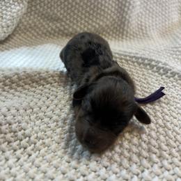 Cockapoo and Dachshund Puppies from Cochran's Cockapoo's