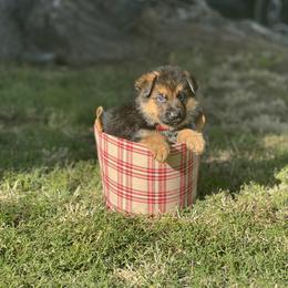 Red - Black and red male German Shepherd puppy in Sacramento, California from Von Blackwolf German Shepherds