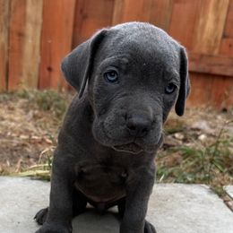 Bamboo Tree - Gray brindle female Cane Corso puppy in Elk Grove, California from DiamondBabyCorso