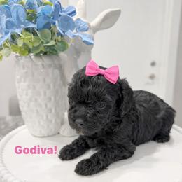 Girl GODIVA - Black male Poodle puppy in Orlando, Florida from Denise’s Puppies