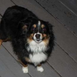 Lani - Black tri Miniature Australian Shepherd puppy in Hartselle, Alabama from ELSRi’s Crimson Cross Mini Aussies