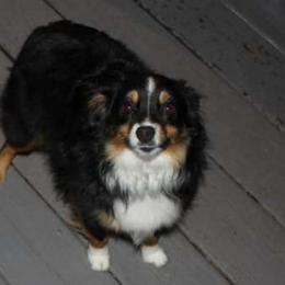 Lani - Black tri Miniature Australian Shepherd puppy in Hartselle, Alabama from ELSRi’s Crimson Cross Mini Aussies