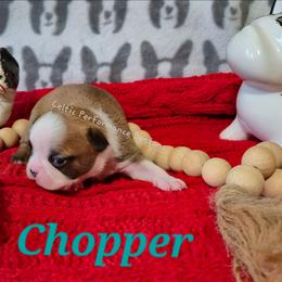 Boy 2 - Red male Boston Terrier puppy in Griffin, Georgia from Celtic Kennel Bostons