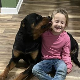 Rottweilers from Rottweiler vom Lauffeuer