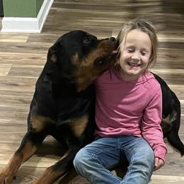 Rottweilers from Rottweiler vom Lauffeuer