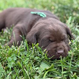 Green - Chocolate male Labrador Retriever puppy in Sioux City, Iowa from Brown Dog Acres