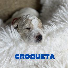 Croqueta - Parti male Goldendoodle puppy in Miami, Florida from Kalidoodlee