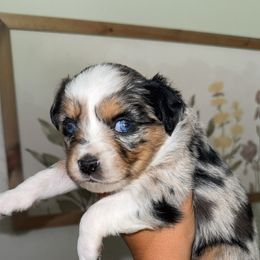 Millie - Blue merle female Miniature Australian Shepherd puppy in Carlsbad, New Mexico from New Mexico Aussies