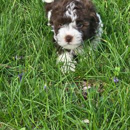 Sadie - Chocolate female Havanese puppy in Columbus, Ohio from Havanese Puppies Columbus