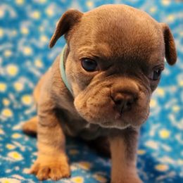 French Bulldogs from Big Oso's Creations