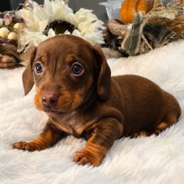 Emaline - Chocolate and tan female Dachshund puppy in Glen Saint Mary, Florida from 🍯 Honey Pot Dachshunds 🐾