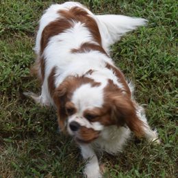 Marley  - Cavalier King Charles Spaniel