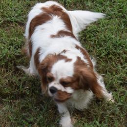 Marley  - Cavalier King Charles Spaniel