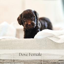 Dove - Chocolate female Goldendoodle puppy in Punta Gorda, Florida from Transformation Acres Goldendoodle