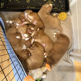 Nova Scotia Duck Tolling Retriever Puppies from Tallyho Tollers
