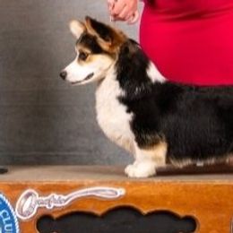Grady - Pembroke Welsh Corgi