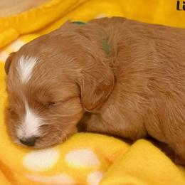 Lily - Apricot female Goldendoodle puppy in Vancouver, Washington from Mini Goldendoodles