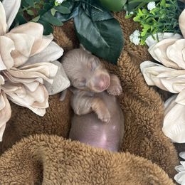Dachshund Puppies from Harrison Farm