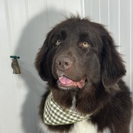 Anna - White and brown female Newfoundland puppy in Tully, New York from Bear Paw Newfoundlands