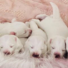 Japanese Spitz Puppies from Mika Japanese Spitz
