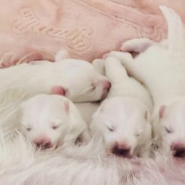 Japanese Spitz Puppies from Mika Japanese Spitz