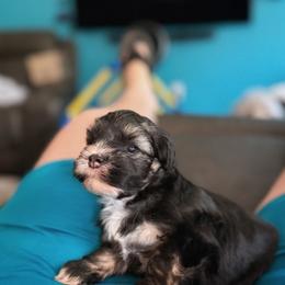 Lowchen Puppies from Magick Lowchen