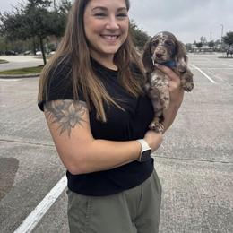 Dachshund Puppies from Signature Sloan - Long Hair Dachshunds
