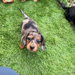 Rain - Dapple female Dachshund puppy in Southwest Ranches, Florida from Breezy Florida Dachshunds