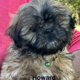 Howard - Black and tan male Shih Tzu puppy in Bloomfield, Indiana from Meihem Pups