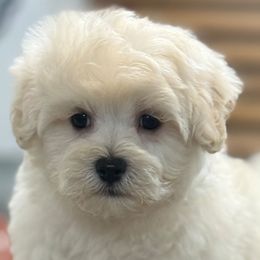Kola - Cream male Maltipoo puppy in Lebanon, Kentucky from Mosaic Merle Doodles