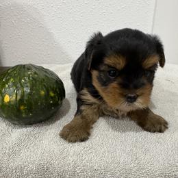 Rockie - Blue and gold male Yorkshire Terrier puppy in Portland, Oregon from Bohemian Beauty Yorkshire Terrier