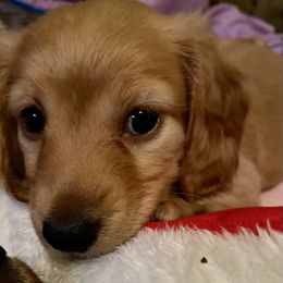 Dachshund Puppies from Penny’s Promises