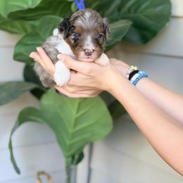 Dark Blue - Blue merle male Bernedoodle puppy in Charleston, South Carolina from Palm Belle Doodles