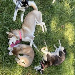 "Momma FREYA and pups" Siberian Husky Puppies from Phresh Pharm Husky Ranch