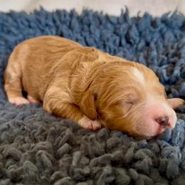 Male 1 - Apricot male Goldendoodle puppy in Sterling, Connecticut from Justine’s Retrievers and Doodles