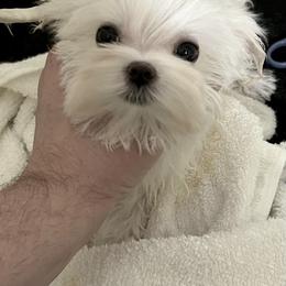 Maltese Puppies from Regal Maltese